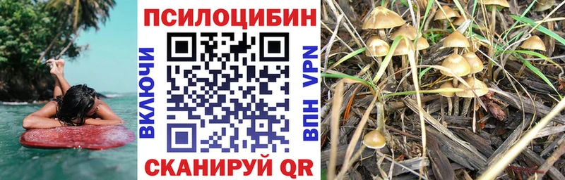 Псилоцибиновые грибы мицелий даркнет сайт Горно-Алтайск